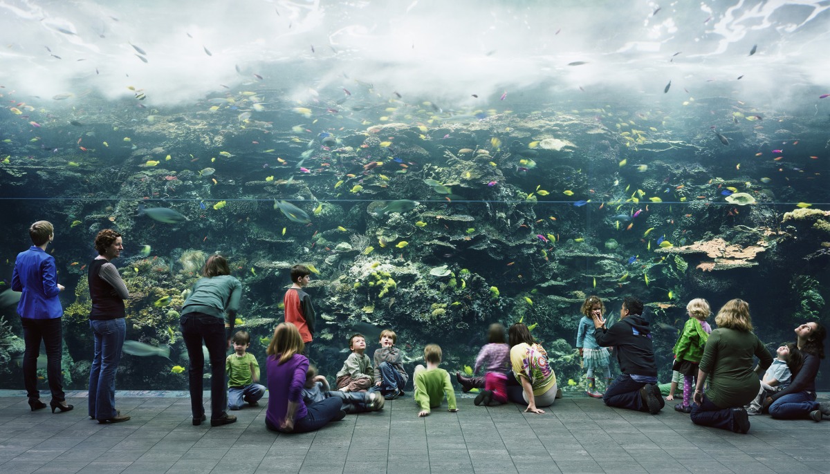 Thomas Struth, Aquarium, Atlanta, Georgia, 2013, © Thomas Struth